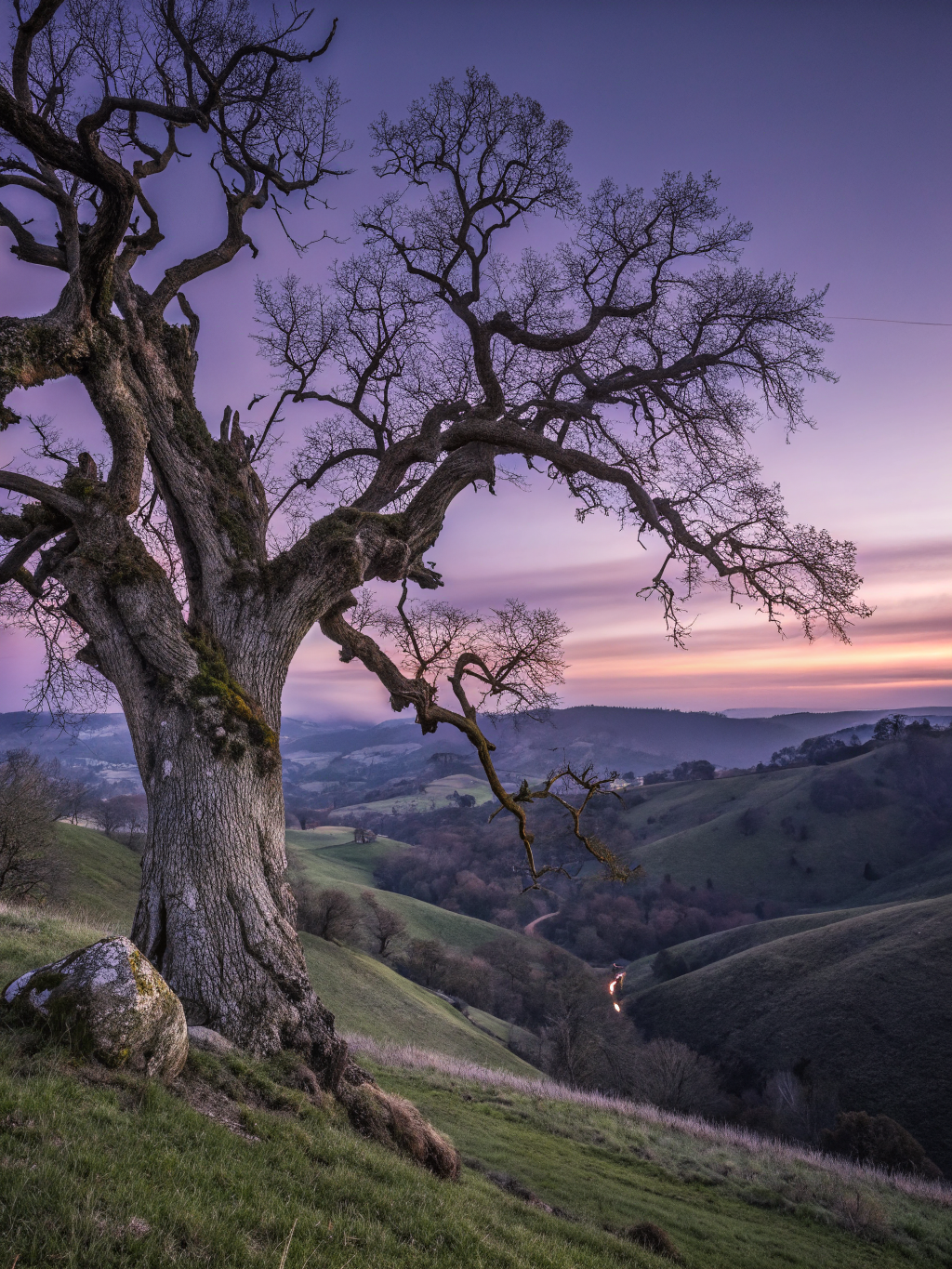 Solitary Sentinel Poster — Ancient Oak Twilight Art Print